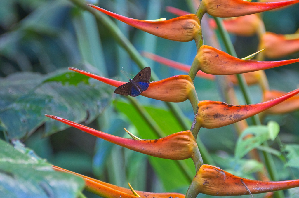 Flower with butterfly